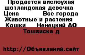 Продается вислоухая шотландская девочка › Цена ­ 8 500 - Все города Животные и растения » Кошки   . Ненецкий АО,Тошвиска д.